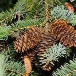 Picea engelmannii Frukto