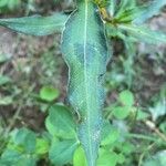 Persicaria maculosa पत्ता