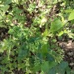 Teucrium scorodoniaFlower