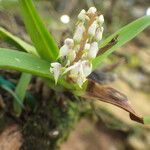 Polystachya elegans Flower