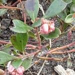 Arctostaphylos uva-ursi Hoja