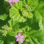 Erodium malacoidesFlower
