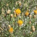 Bebbia juncea Bleunienn