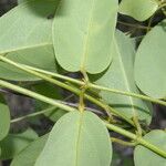 Stigmaphyllon ellipticum Hoja