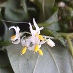 Solanum nigrumFlower