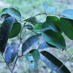 Pterocarpus soyauxii Levél