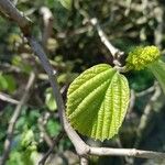 Fothergilla gardenii Lehti