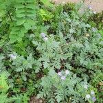 Phacelia ciliata 整株植物