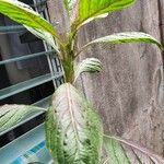 Amaranthus tricolorLeht