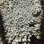 Pycnophyllum bryoides Hoja