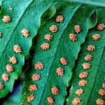 Polypodium californicum Otro