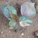 Acalypha wilkesiana Hoja