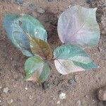 Acalypha wilkesiana Leaf