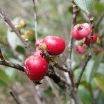 Syzygium pancheri Fruit