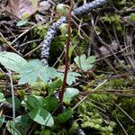 Pyrola chlorantha Habitat