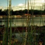 Sporobolus alterniflorus Plante entière