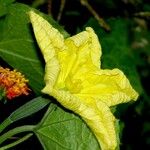 Luffa aegyptiaca Other