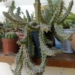 Huernia schneideriana Hostoa