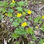 Potentilla canadensis Blomst