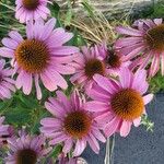 Echinacea angustifolia Квітка