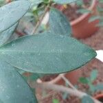 Ficus pertusa Blad