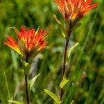 Castilleja miniata Çiçek