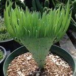 Dudleya edulis Hoja