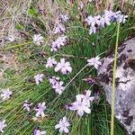 Aphyllanthes monspeliensis Blomma