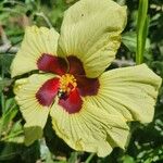 Hibiscus calyphyllus Floro