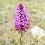 Anacamptis pyramidalisKvět