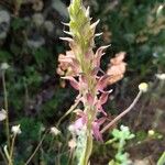 Anacamptis sancta Blüte