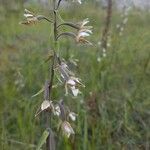 Epipactis palustris Blüte