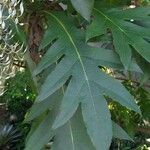 Bocconia frutescens Leaf