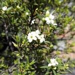 Diosma hirsutaᱥᱟᱠᱟᱢ