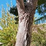 Liquidambar formosana Bark