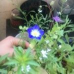 Convolvulus tricolor Flower