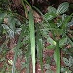 Cyperus costaricensis Hoja