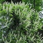 Aesculus chinensis 花