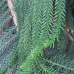 Araucaria luxurians ᱥᱟᱠᱟᱢ