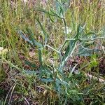 Falcaria vulgaris Blad