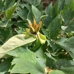 Paeonia mascula Flor