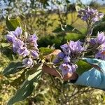Solanum lanceolatum Flor