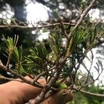 Pinus albicaulis Hostoa