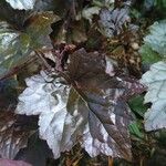 Heuchera micrantha Leaf