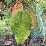 Miconia dependens Feuille