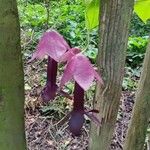 Rhodochiton atrosanguineus Flower