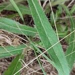 Pilosella cymosa Leaf