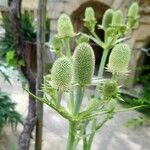 Eryngium agavifolium 花