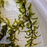 Elodea nuttallii Hoja