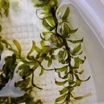 Elodea nuttallii Fulla